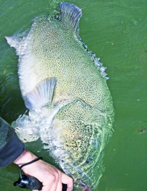 Diehard cod anglers will be out in force at Blowering Dam this month in hope of one of these green giants. Take good care of these magnificent fish while handling them for photos to increase the fish’s chance of survival once released. If the fish has to 